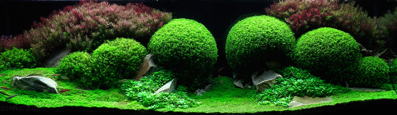 Illustration for article titled These beautiful natural landscapes are actually aquariums